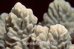 Plate Coral, Puako, 50 feet
