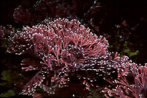 Red Coralline Algae, 20 feet, 50mm