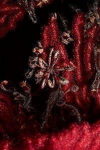 Crinoids on Purple Gorgonians & Soft Coral, 40 feet, 50mm