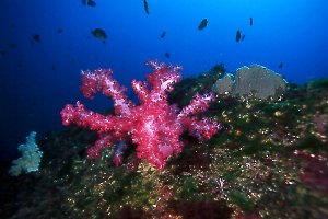 Soft Coral, 60 feet, 24mm