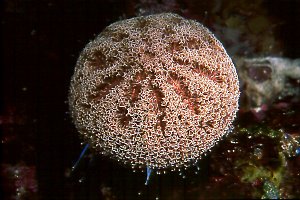 Venomous urchin, 25 feet, 50mm