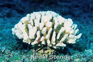 Bleached Cauliflower Coral, Pokai Bay, Oahu