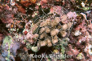 Coral wrapped with fishing line, Blowhole, Oahu