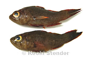 Waikiki Cardinalfish, Hau'ula, Oahu, 4 feet, Nikonos 1:2