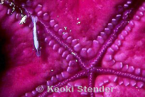 Purple Velvet Star with shrimp