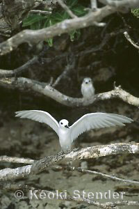 White Tern & chick, Lisianski Island