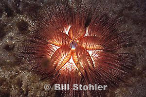 Blue-spotted Urchin, Maui, 20 feet, Photo by Kerry