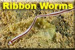 Ribbon Worms