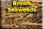 Brown Seaweeds