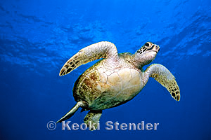 Green Sea Turtle, Hanauma Bay, 35 feet