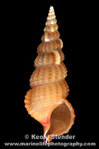 Cerithium rostratum, Oahu